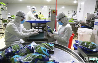 中央媒体探秘全球最大植物工厂，解锁新兴光生物产业的生物技术密码